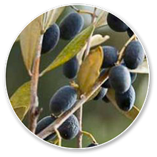 oleuropein